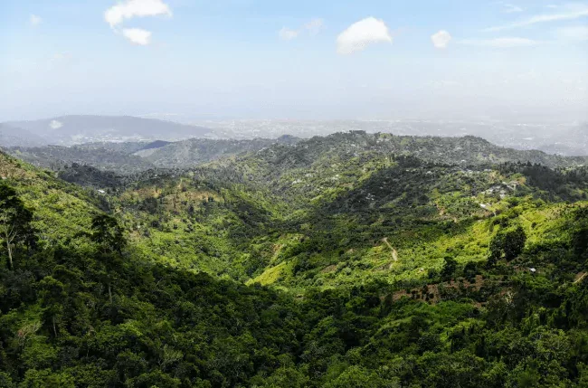 Everything you need to know about the Jamaica C5 Form in 2025 cover image