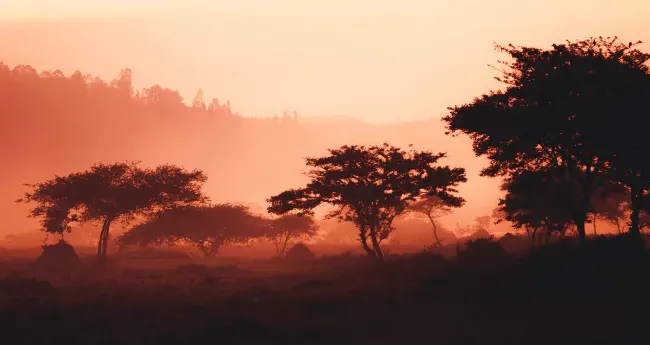Rwanda Travel: COVID-19 Requirements and Passenger Locator Form cover image