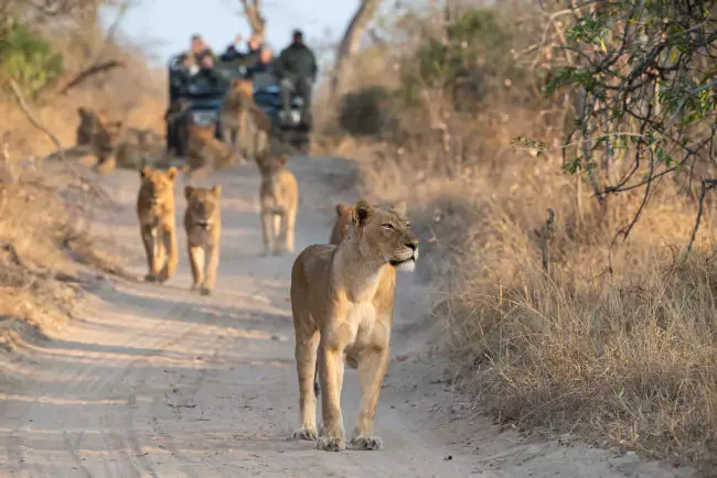 What happens if I overstay my South Africa Visa? cover image
