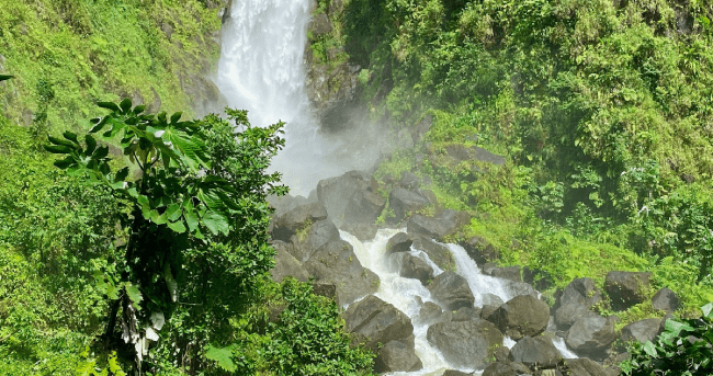 Dominica visa policy cover image