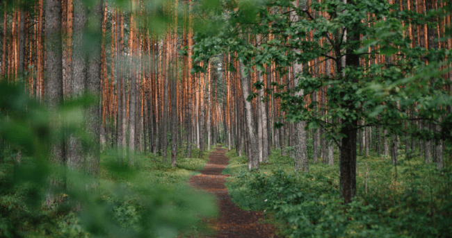 Do I need a vaccine to visit Lithuania? | iVisa cover image