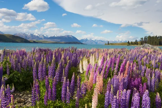 New Zealand visa status: Track your application cover image