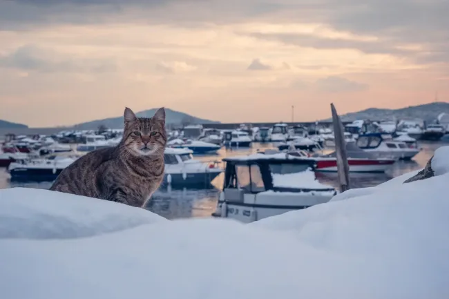 El mejor momento para visitar Turquía: Una escapada de invierno a Estambul cover image